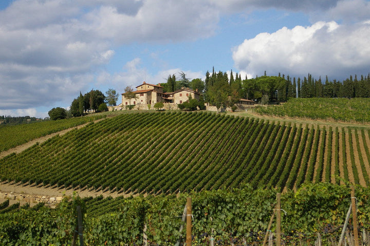 tuscany bolgheri vineyards